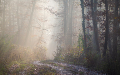 Obraz premium Path in the autumn morning forest