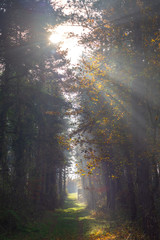 Autumn morning with sunshine in the forest, Hungary