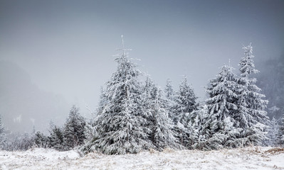 Fototapeta premium winter landscape with snowy fir trees in the mountains