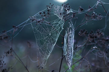 Thin web on the grass. Morning in nature. Meadow in the forest. Dawn, good mood. Walk through the fields. 