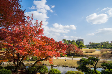 紅葉　栗林公園(香川県高松市)　2018年11月撮影