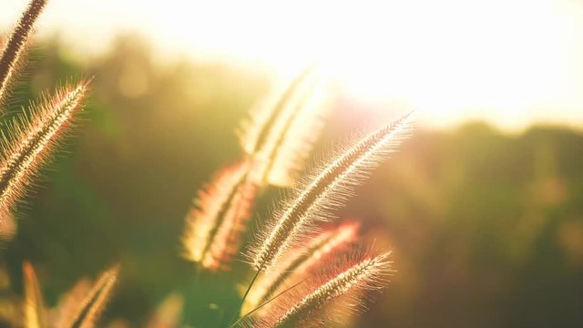 abstrack nature grass flower field 