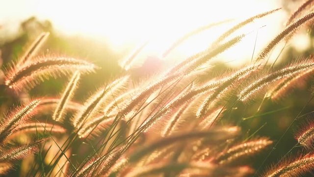 abstrack nature grass flower field 