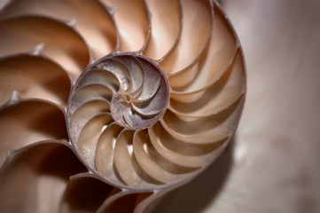 A half nautilus shell in brown and yellow sepia tones in soft focus.
