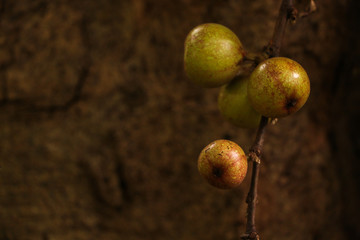 Ficus racemosa at Garden
