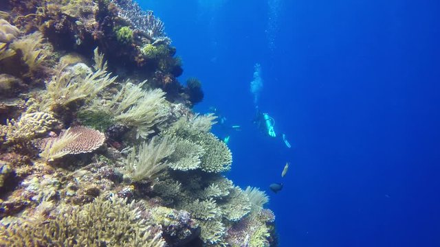 Scuba diving in ocean with coral reef 
