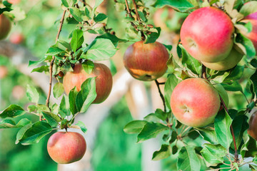 Ripe red apples grow on an apple tree in the garden