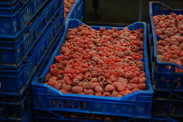 Raspberries in the blue plastic crates