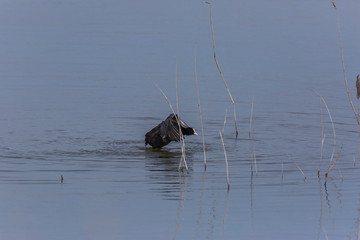 Common coot in Aiguamolls de l'Empordà Nature Park, Girona, Spain