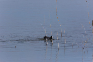 Common coot in Aiguamolls de l'Empordà Nature Park, Girona, Spain