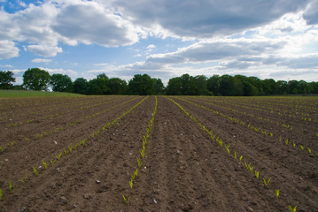 Fototapeta na wymiar Green field rows of jung plants