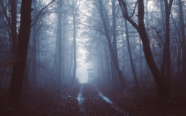 Foggy winter path in the scary forest. Illak forest, Pannonhalma in Hungary. Morning fog in the...
