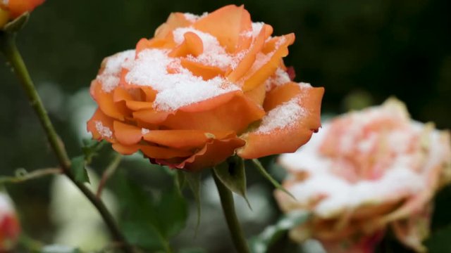 Snowfall. Close-up shot of orange rose buds covered in the first snow in november. 4K