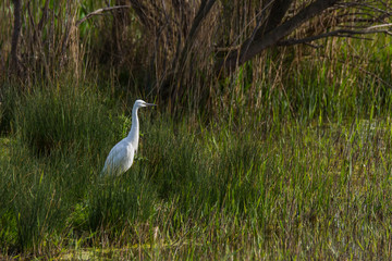 Little egret in Aiguamolls de l'Empordà Nature Reserve, Girona, Spain