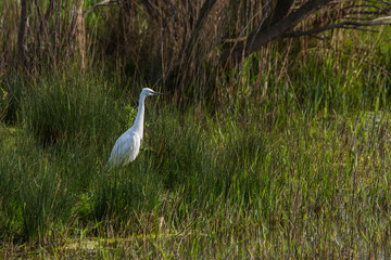 Little egret in Aiguamolls de l'Empordà Nature Reserve, Girona, Spain