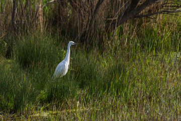 Little egret in Aiguamolls de l'Empordà Nature Reserve, Girona, Spain