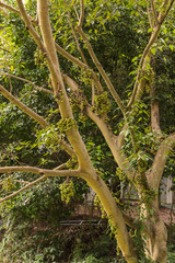 Ficus racemosa at Garden