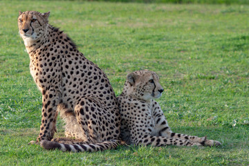 Two cheetahs relaxing