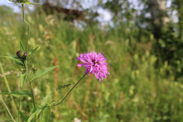 Primo piano di un fiore rosa in un campo