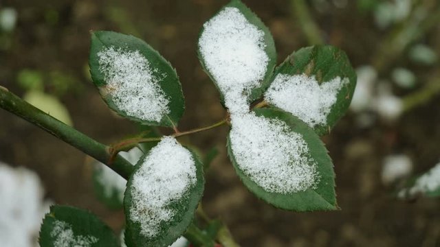 Snowfall. Close-up shot of rose petals covered in the first snow in november. 4K
