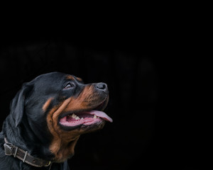 dog portrait adult rottweiler attentive serious look black background