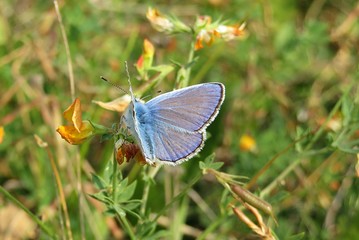Beautiful blue polyommatus butterfly on lathyrus flowers in the field