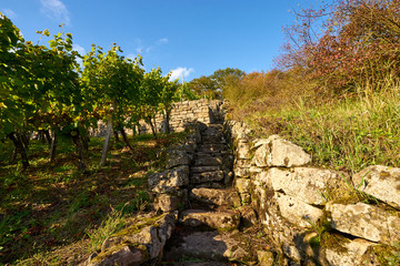 Weinberge und Mainaue im Abt-Degen-Weintal bei Ziegelanger, Ortsteil von Zeil am Main, Kreis Haßberge, Landkreis Hassberge, Unterfranken, Franken, Bayern, Deutschland.