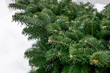 branches of the fir tree, evergreen branches in the disfocus