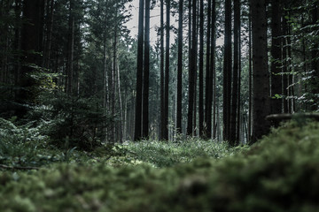 Moody Forest