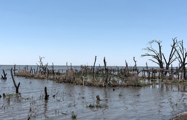 Fototapeta na wymiar The marshy shoreline of Lake Ngami south of the Okawango Delta in Botswana