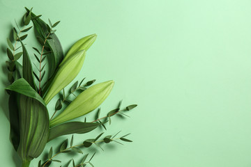 Green eucalyptus branches with flowers on color background