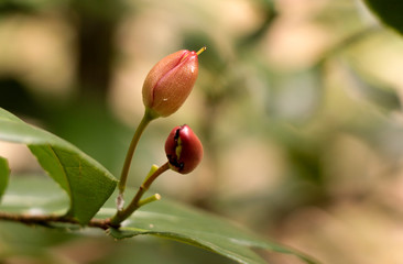 Ochna at garden