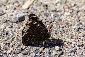Schmetterling