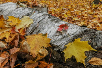 autumn leaves on fallen birch tree