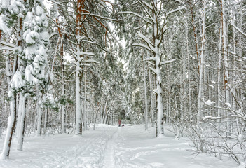 Obraz premium winter. snowy forest. drifts