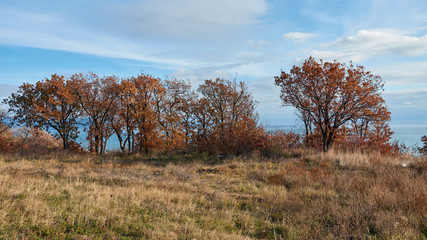 tree in autumn
