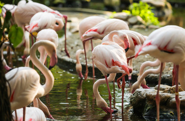 Wildlife Animal, Flamingos are type of wading birds, capable flyers. Flamingos usually stand on one leg while other tucked beneath bodies. Flamingos in captivity require wing clipper to prevent escape