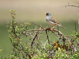 Petit oiseau des champs au Pérou
