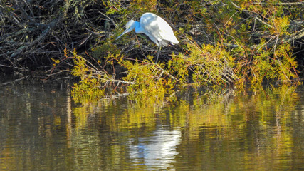 Little Egret (Egretta garzetta) in Algarve, Portugal
