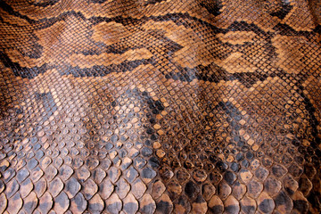 Vintage Close Up Dried Real Snake Skin Python Brown and Black