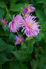 Obraz premium Delicate pink garden flowers in bloom