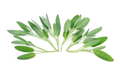 Sage herb isolated on white background