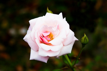 beautiful pink rose in a garden.