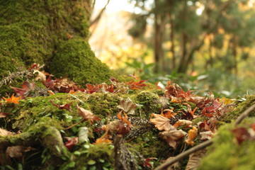 紅葉
