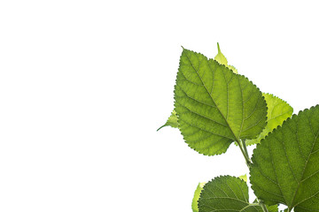 Mulberry green leaves on a white sky background.