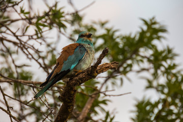 Europen roller in Montgai, Lleida, Spain
