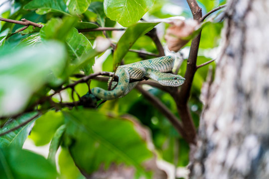 Snake on twig of tree