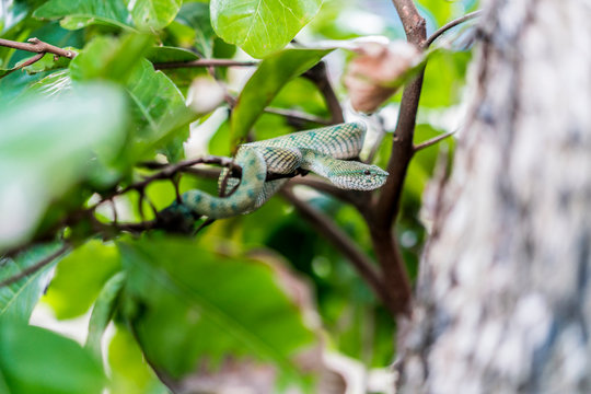 Snake on twig of tree