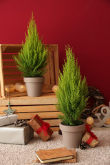 Thuya trees with Christmas gifts and decor near color wall