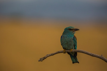 Europen roller in Montgai, Lleida, Spain